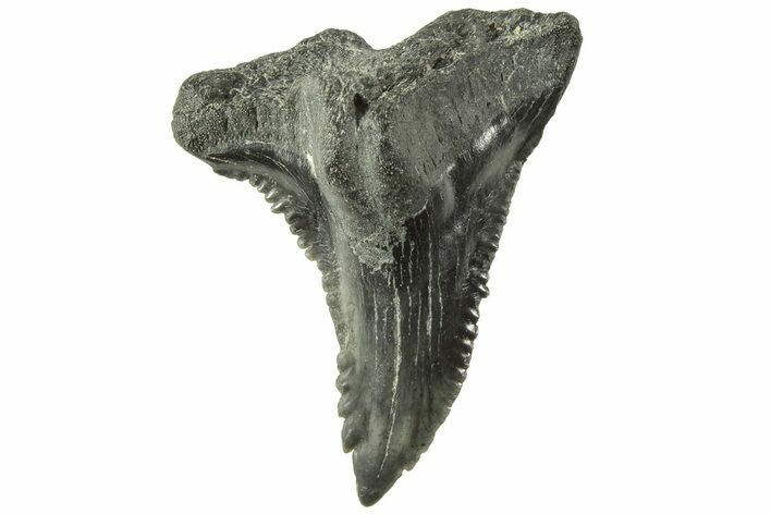 Snaggletooth Shark (Hemipristis) Tooth - South Carolina #214475